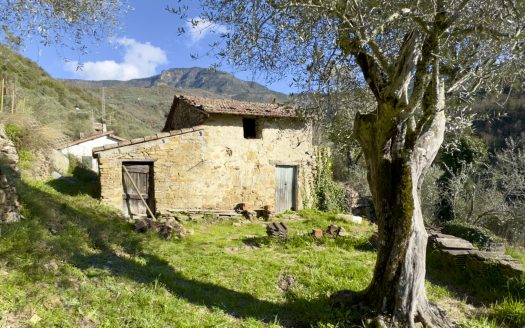 Apricale / AP 961