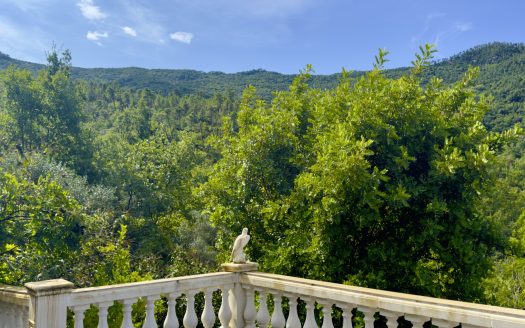 Apricale / AP 976