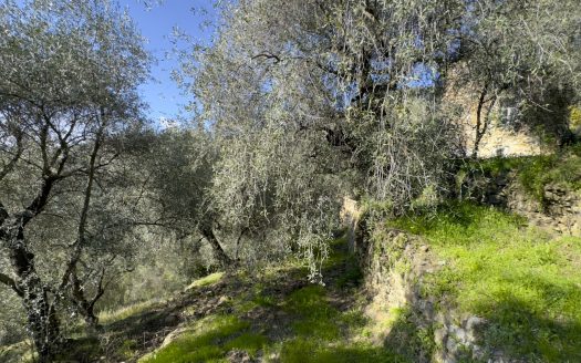 Dolceacqua / DA 959